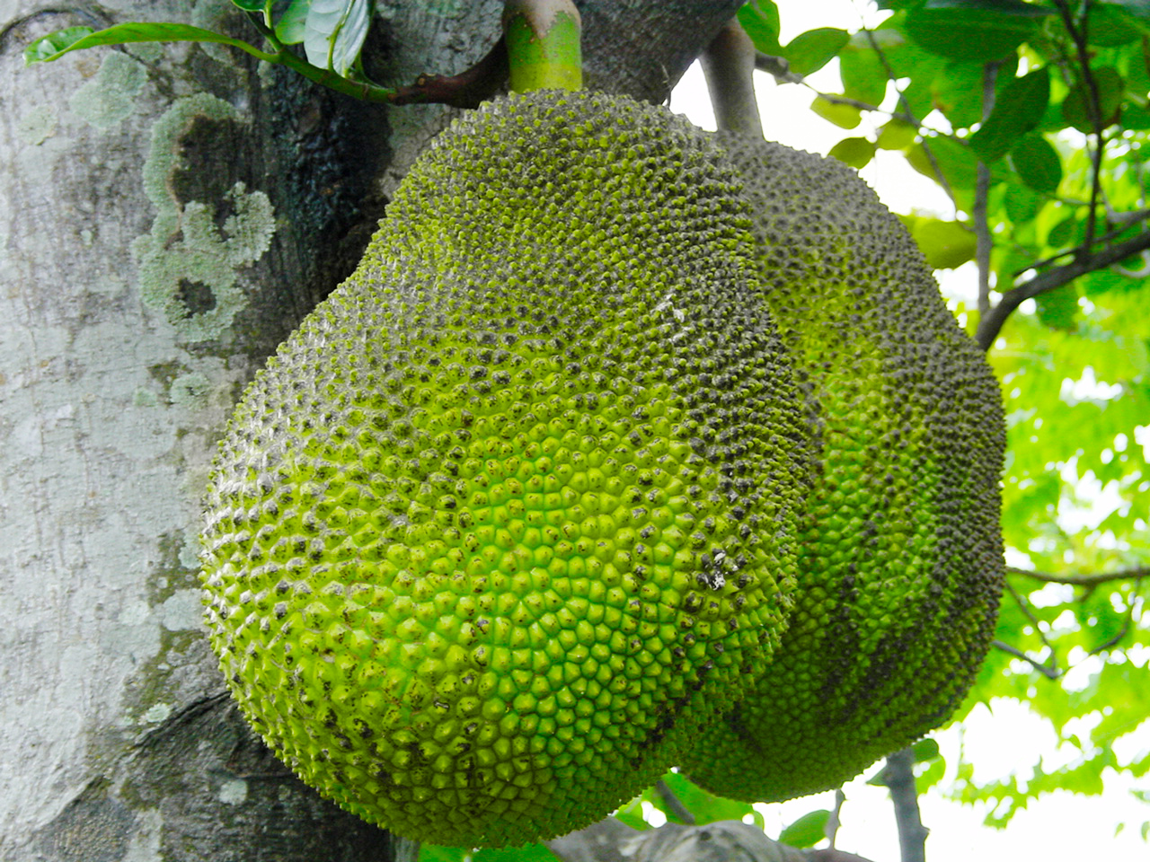Bio-Jackfruit in Rohkostqualität