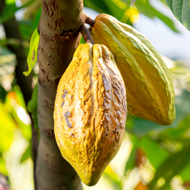 Kakaoschote am Baum